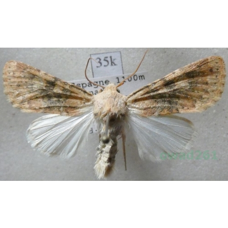 Polymixis argillaceago (Hübner, 1822) Spain35k